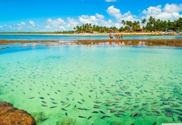 porto de galinhas peixes